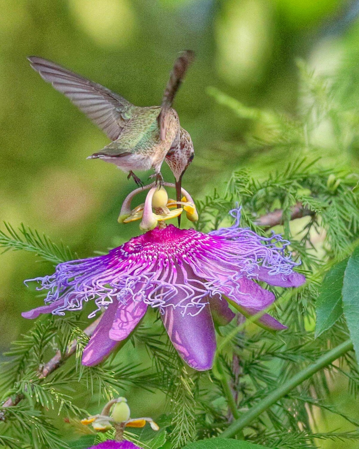 Passion Loving Hummingbird