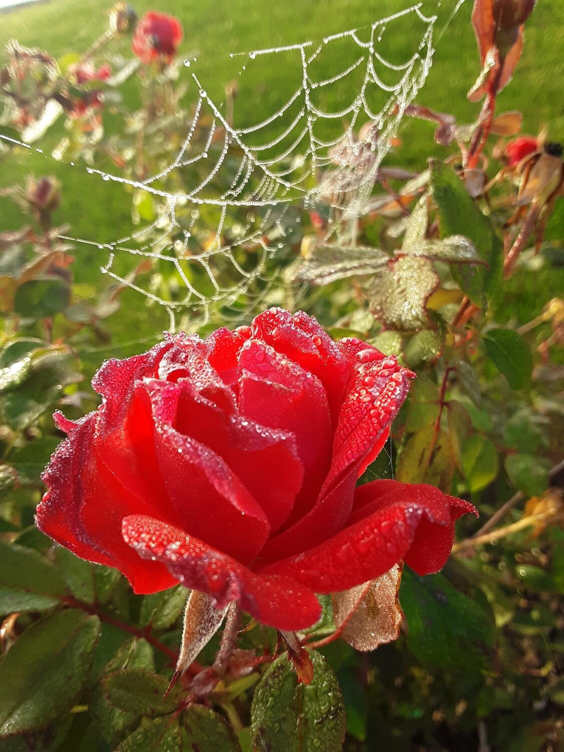 Morning dew