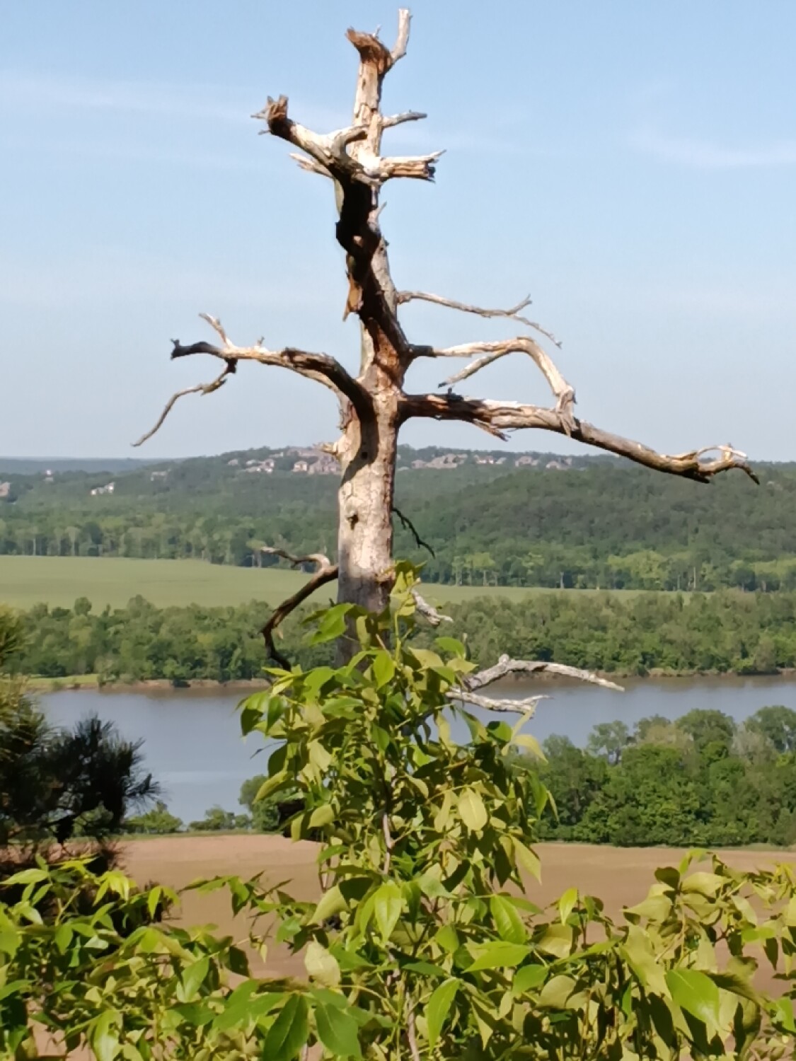 Scarecrow tree