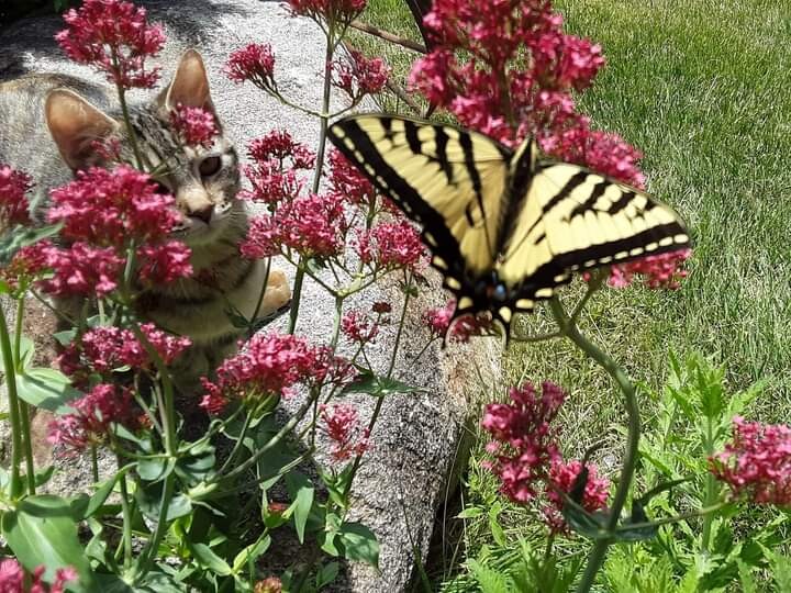 Little bit and Butterfly