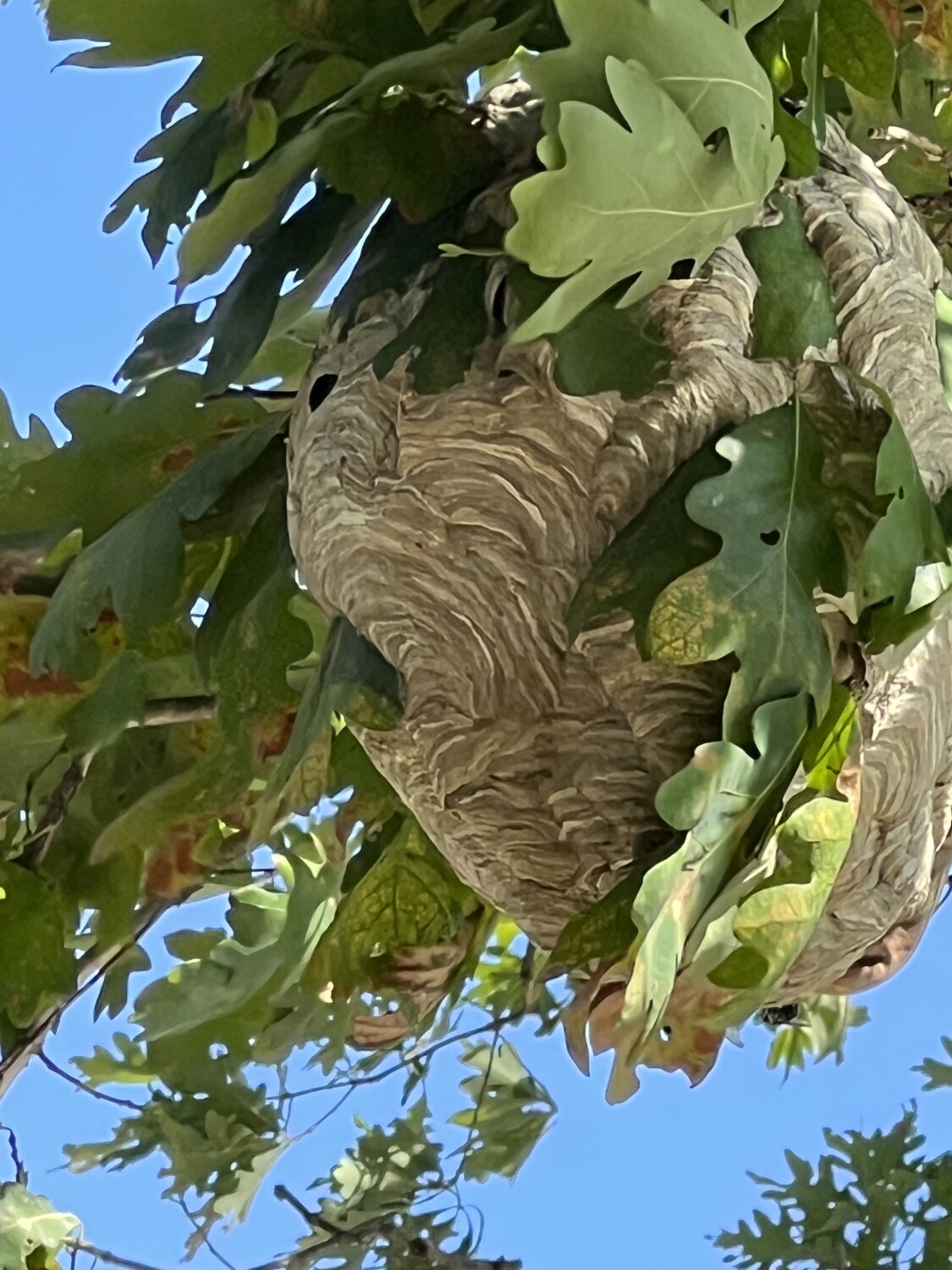Wasp 🐝 nest