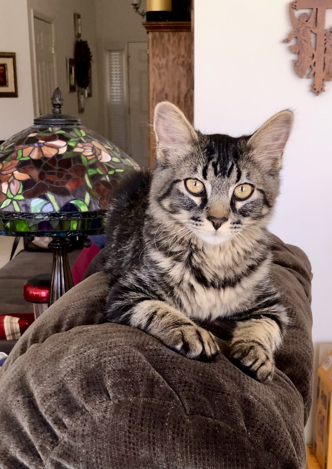 Baby Elvis the King at Home 😻