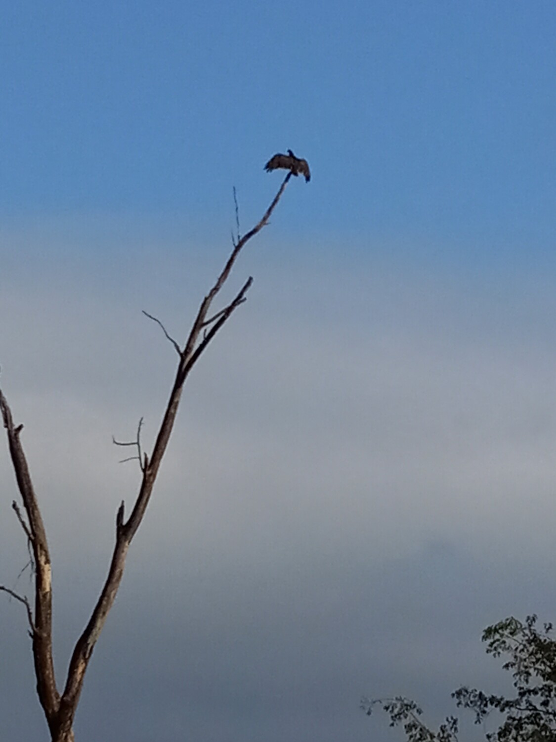 Buzzard imitating an Eagle