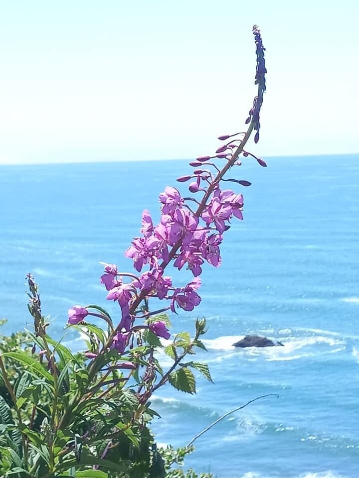 Pacific Fireweed