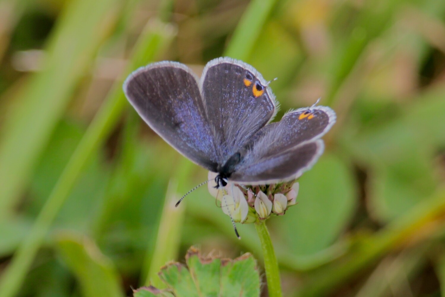 Eastern blue tail