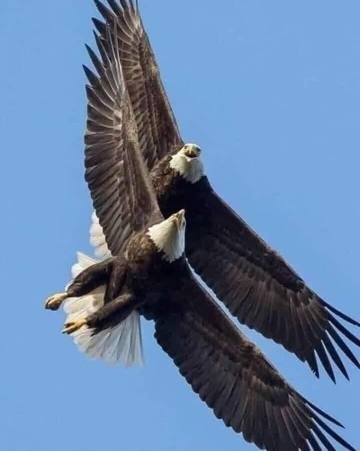 Eagles flying high