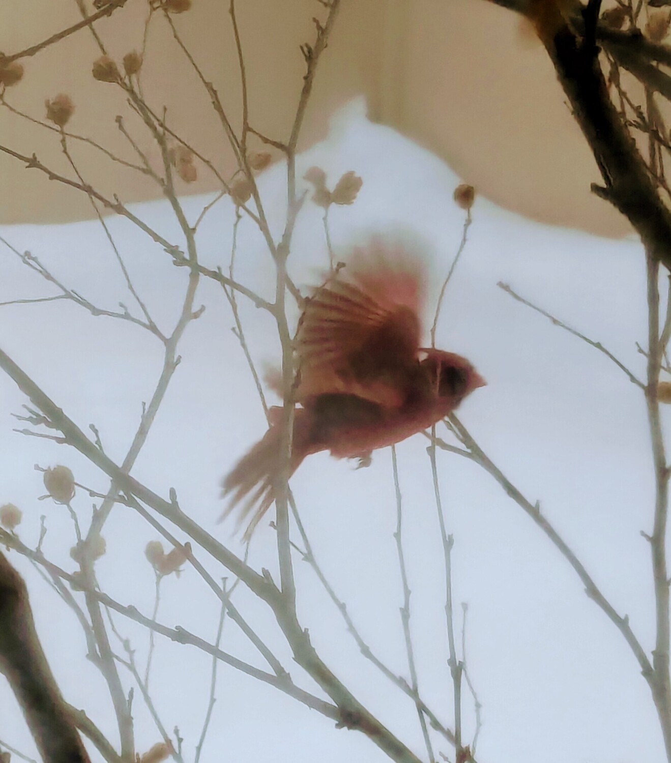 Winters Cardinal