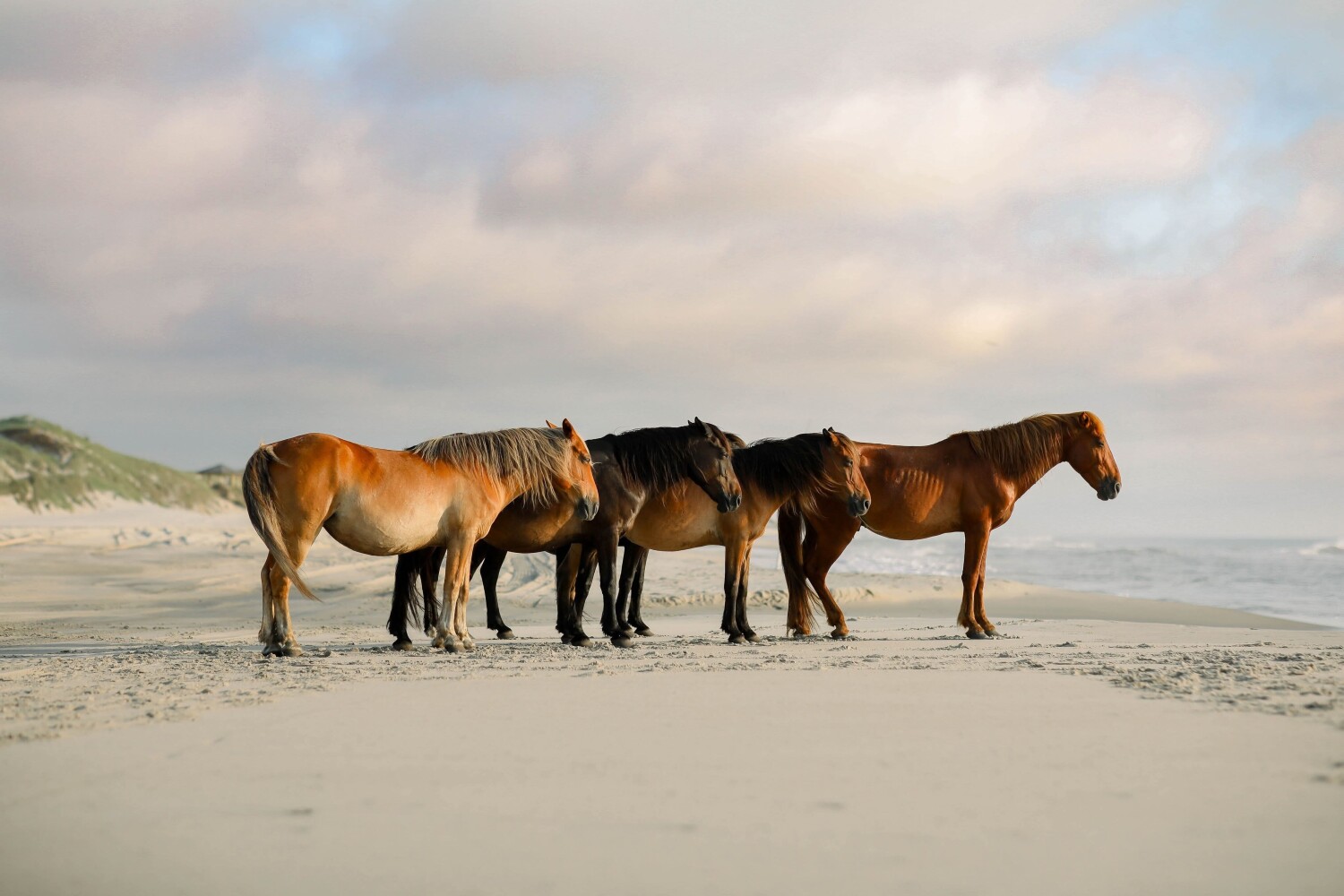 Corolla Wild Horses