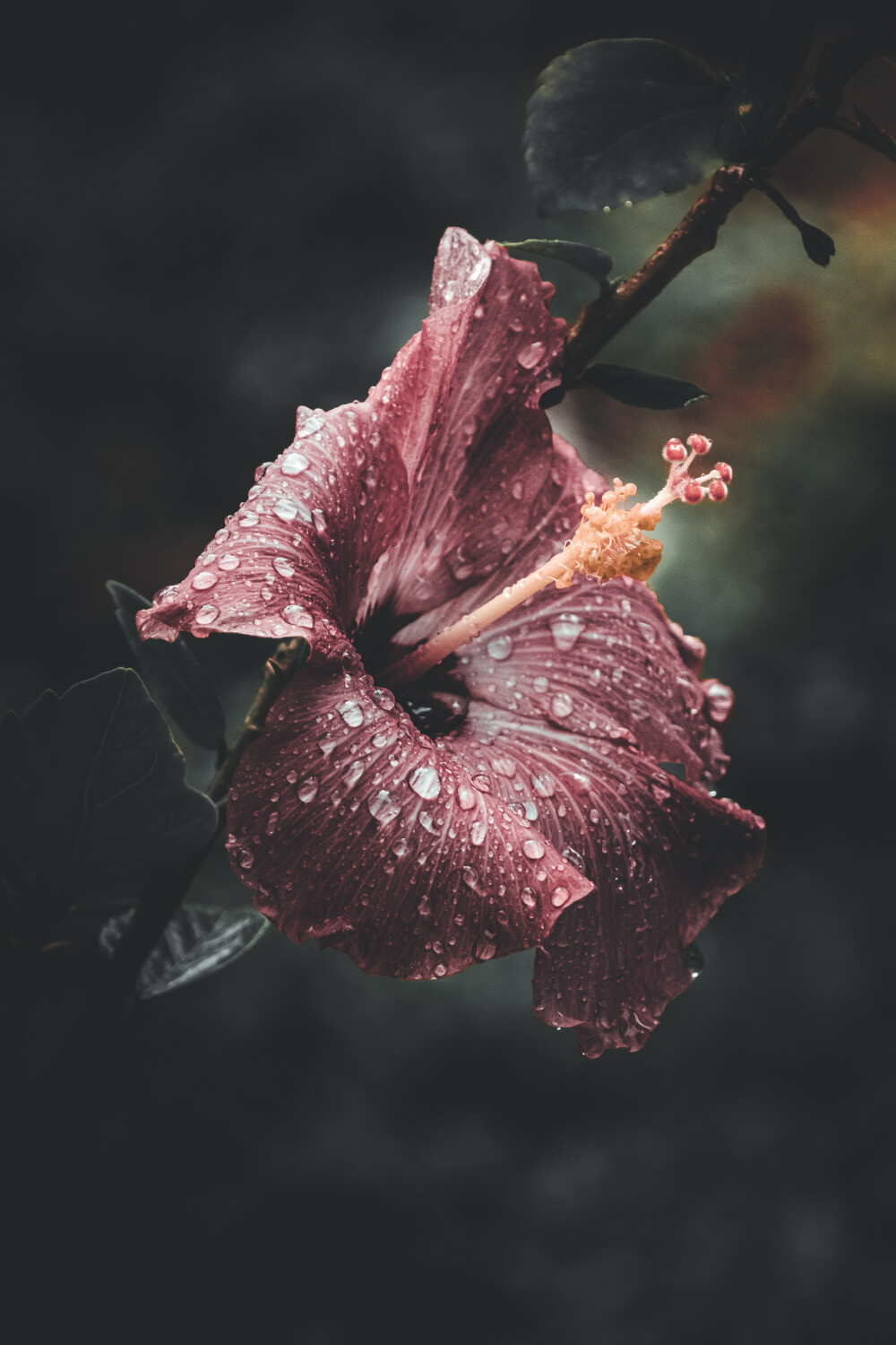 Solitary Bloom After the Storm