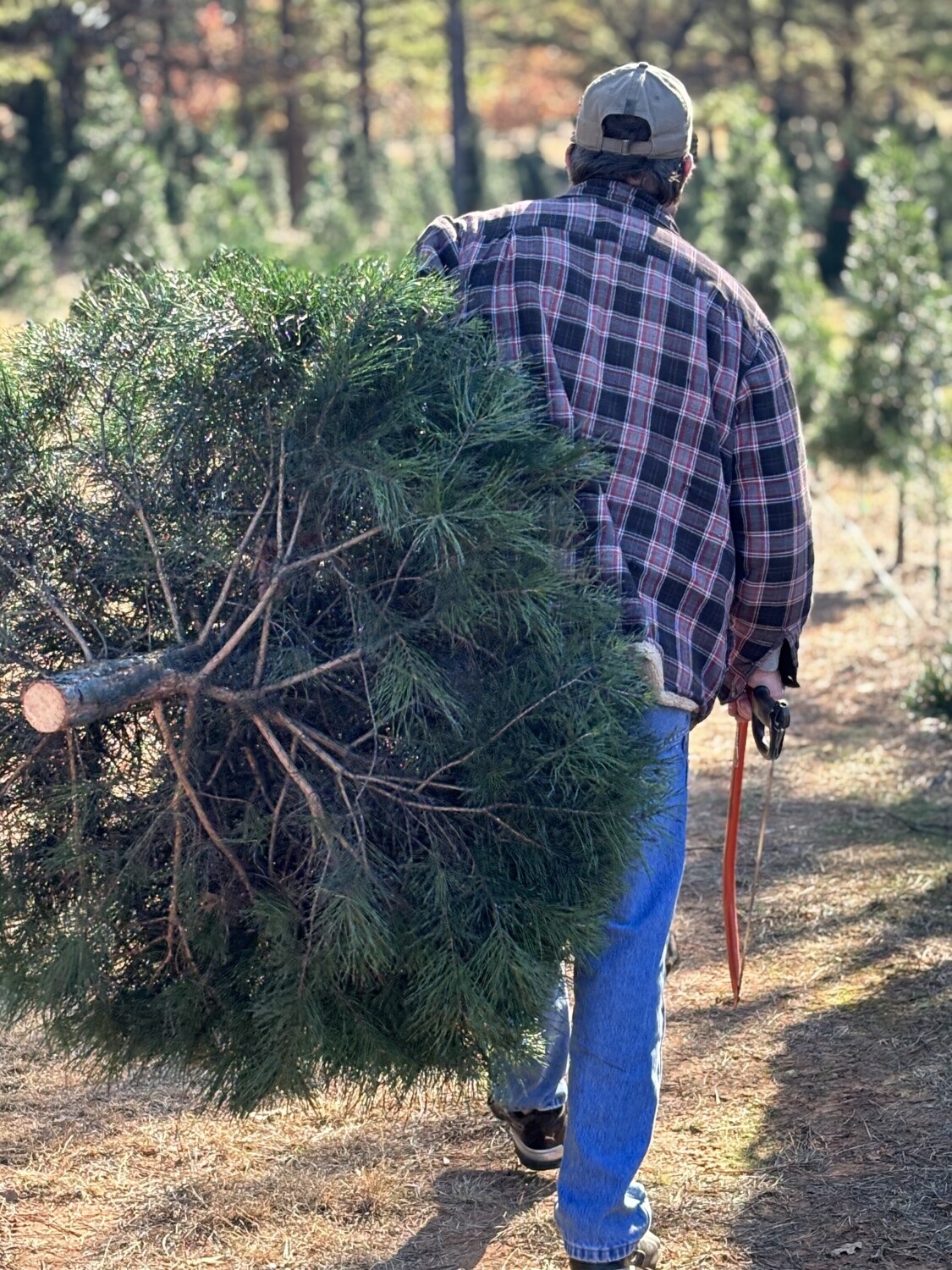 The perfect Christmas Tree Mission Accomplished