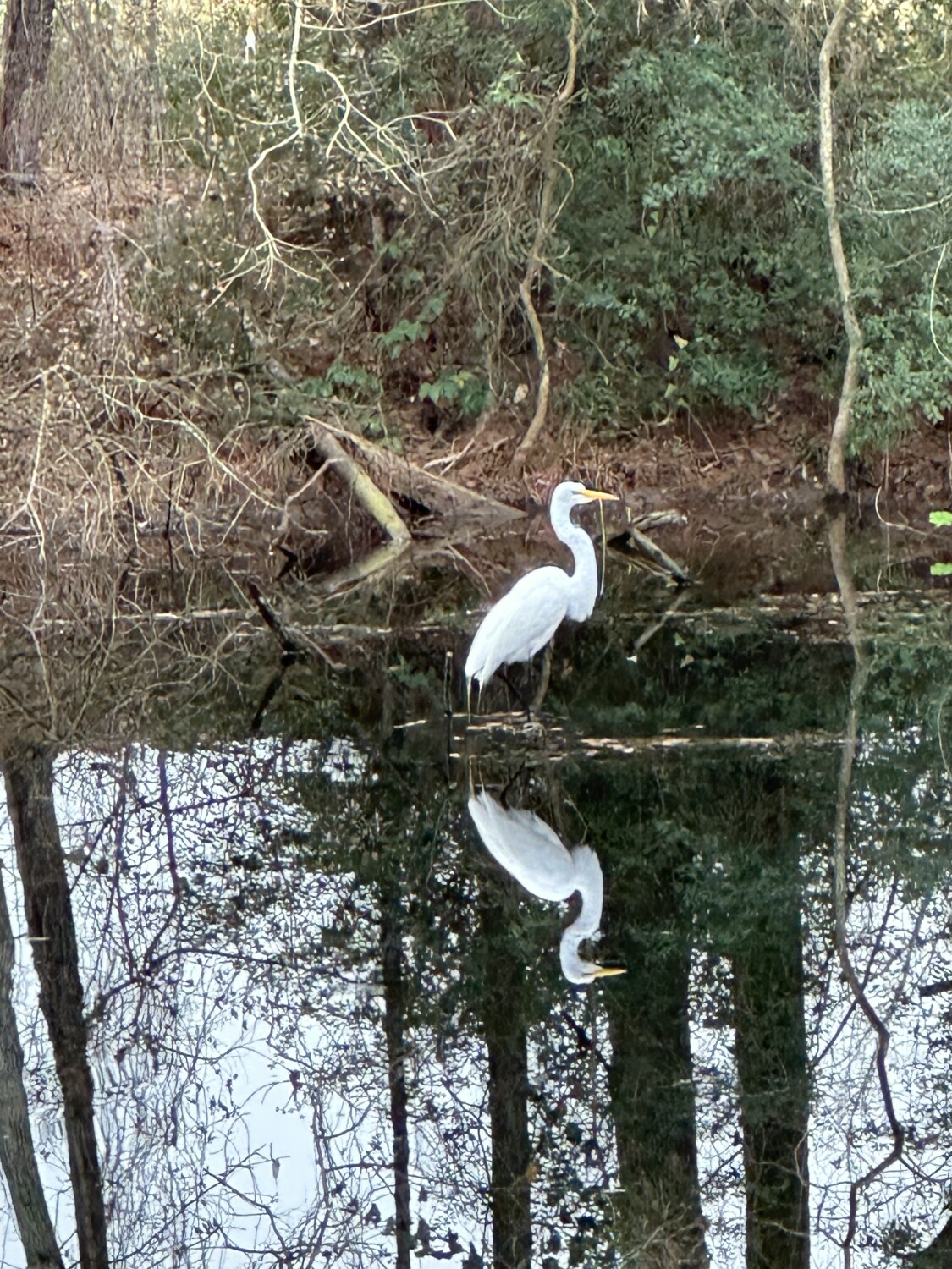 Edgar the Egret