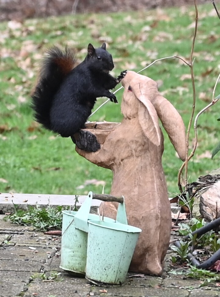 Garden secrets