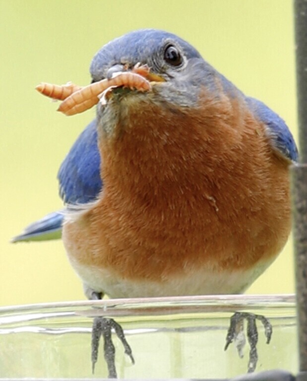 Hungry Bluebird