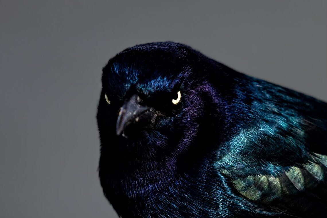 Kubrick Stare