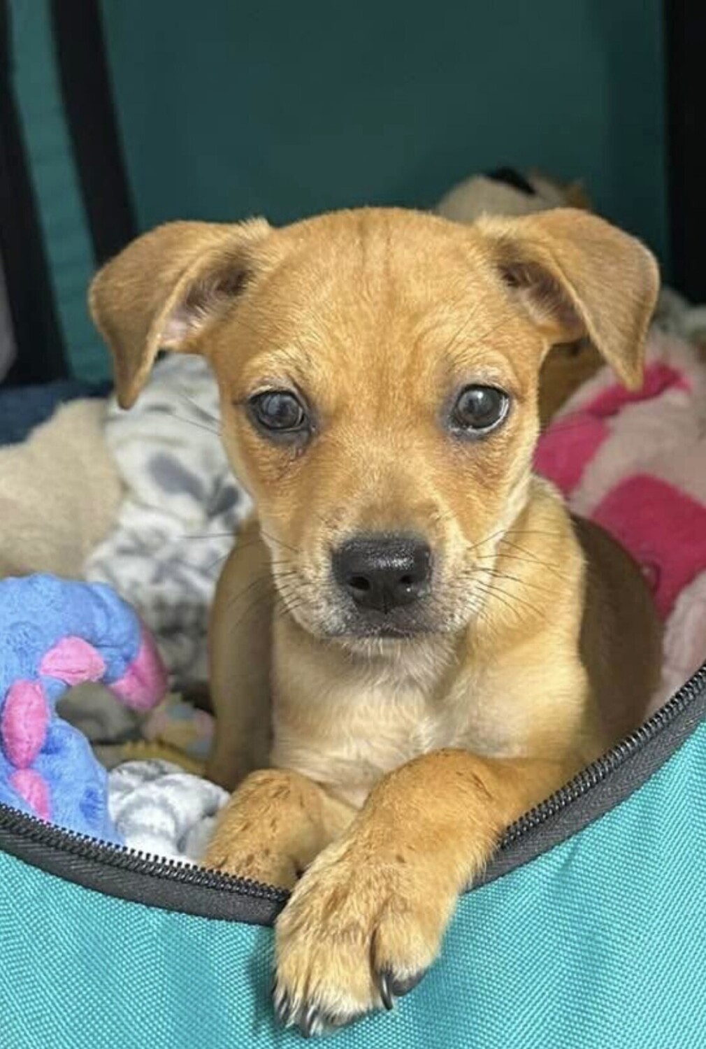 STELLA