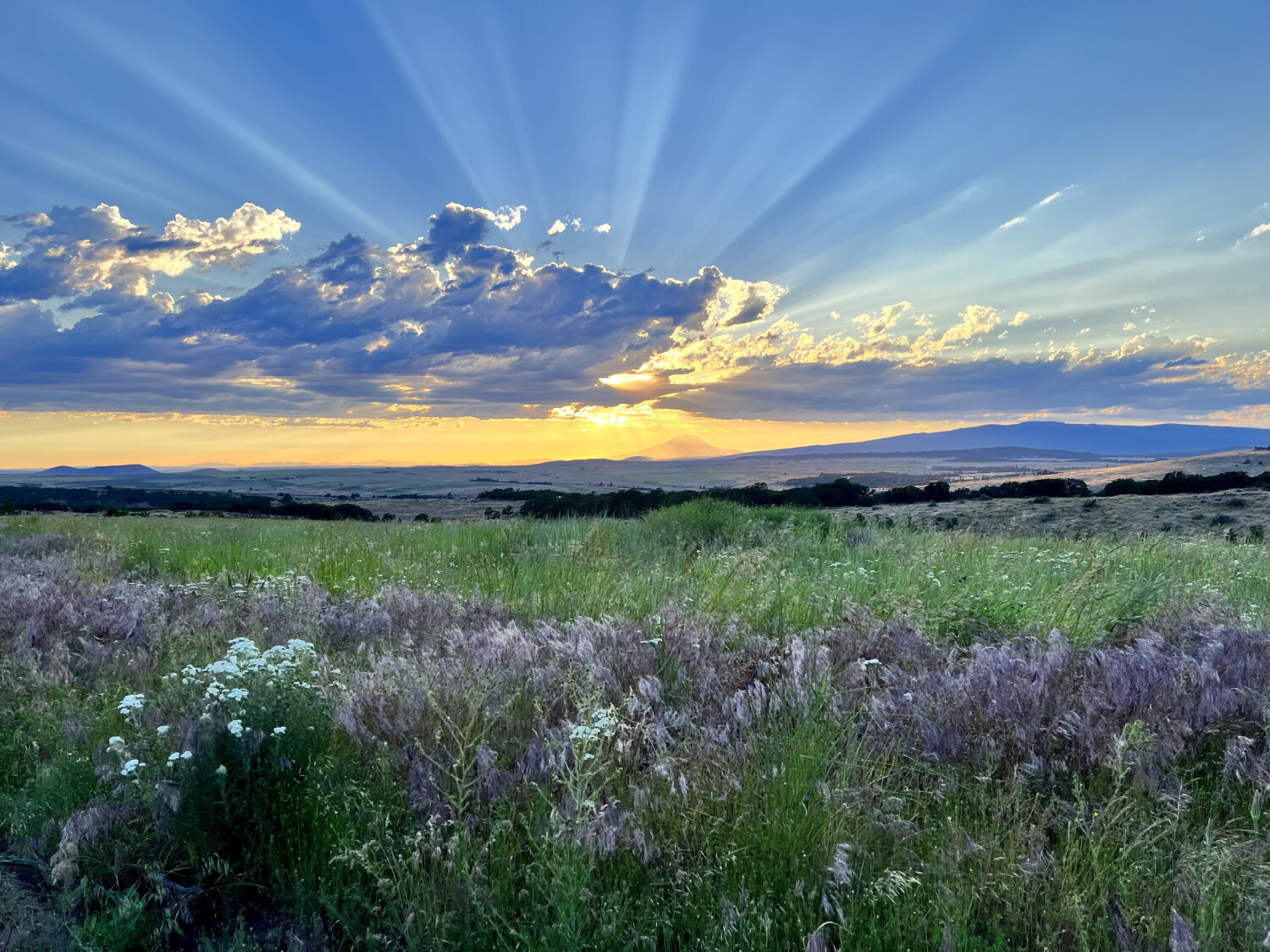 Fields of Grace