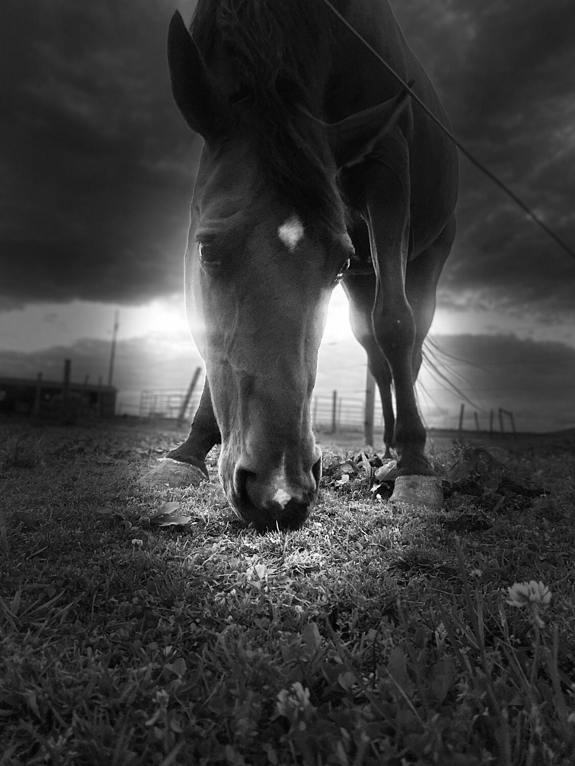 Hoofbeats in Heaven