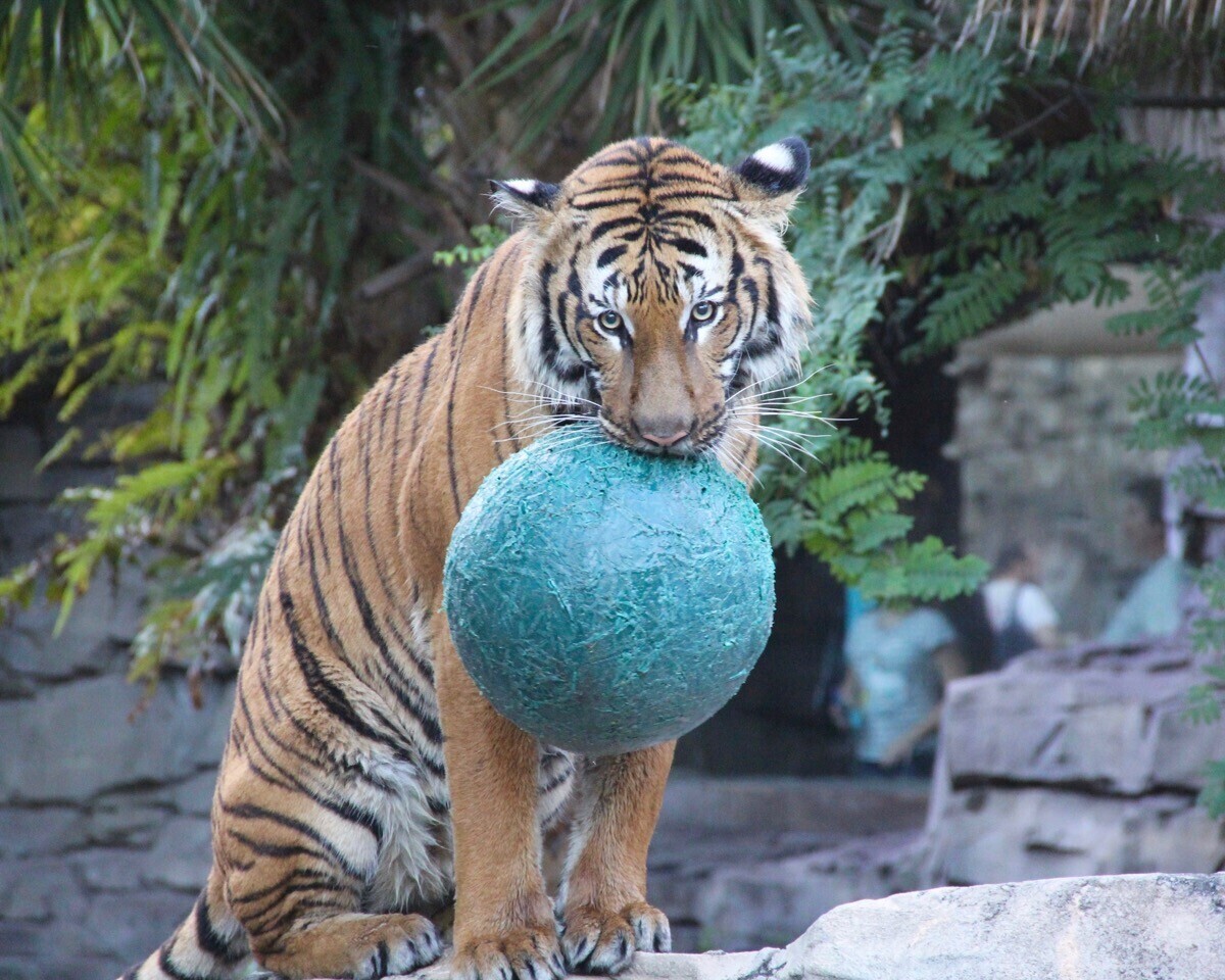 Want to play ball ?