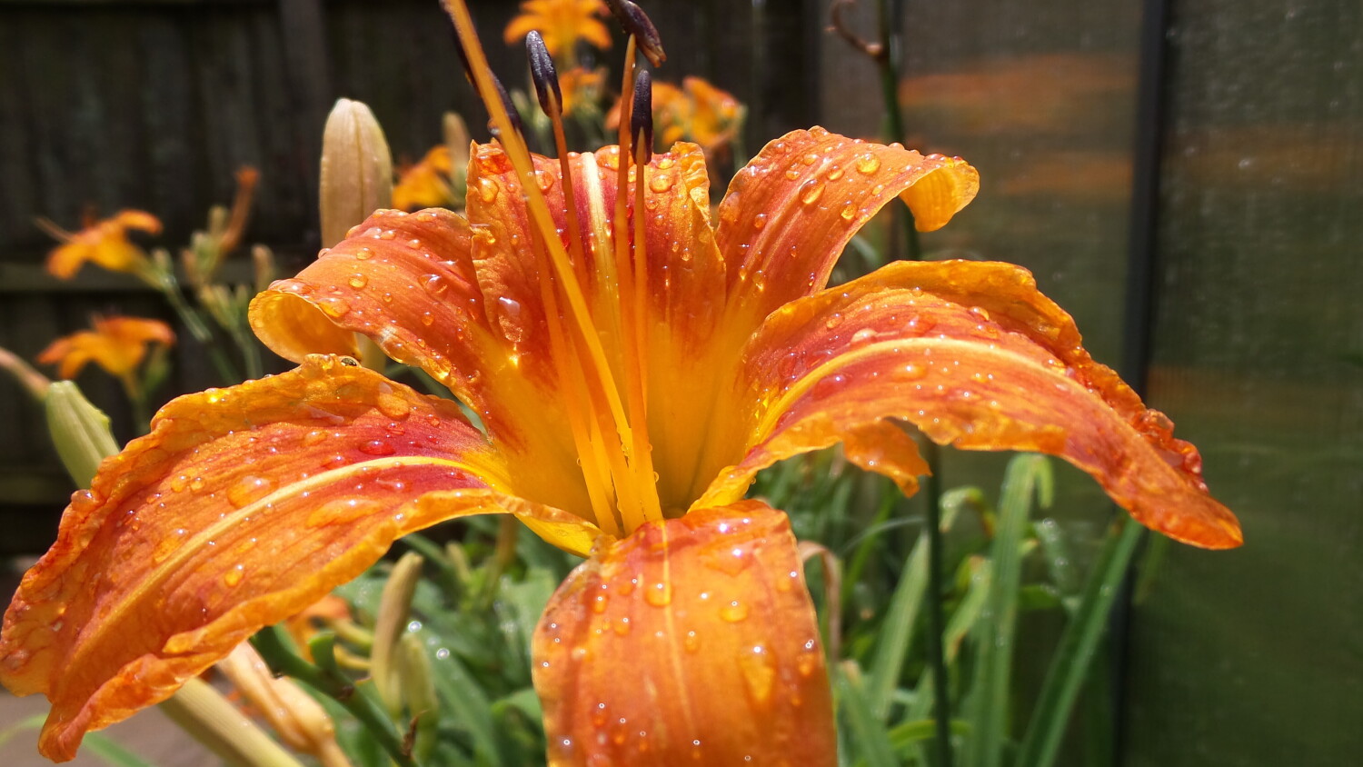Raindrops on a Tiger Lily