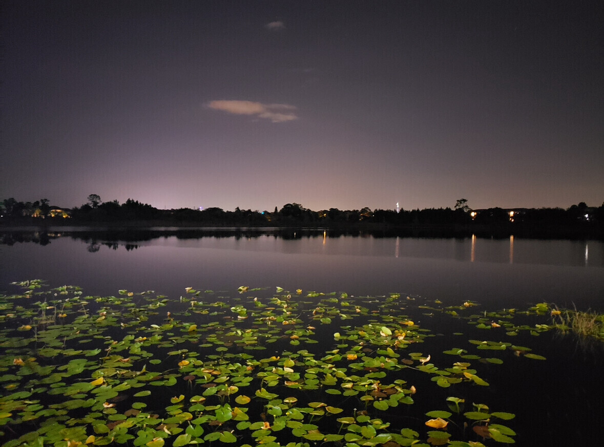 Symphony of Lily Pads