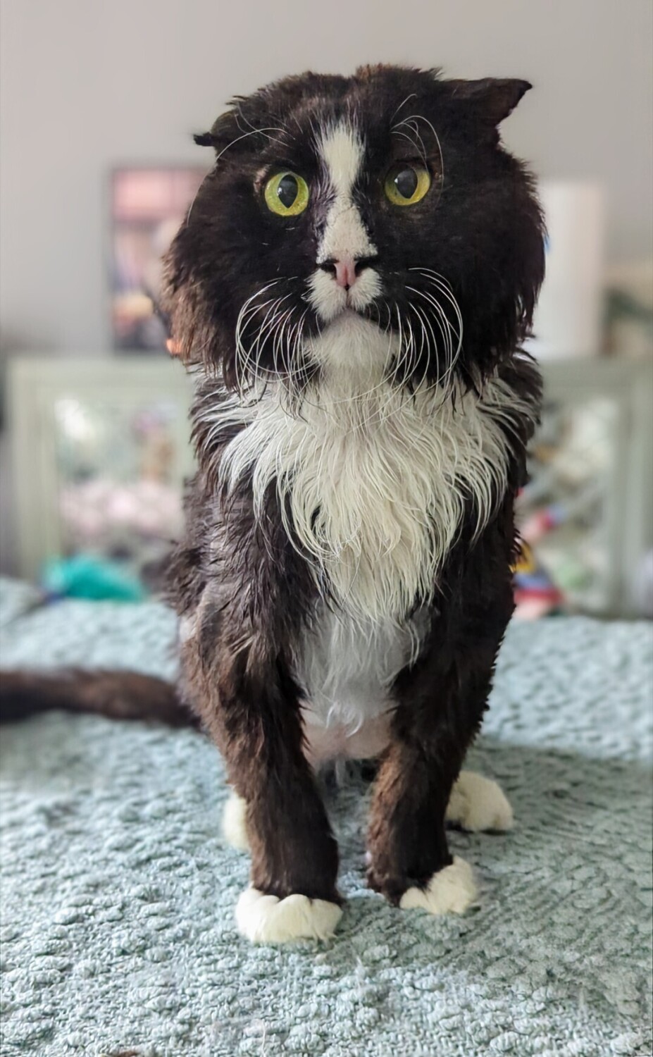 Panda the cat