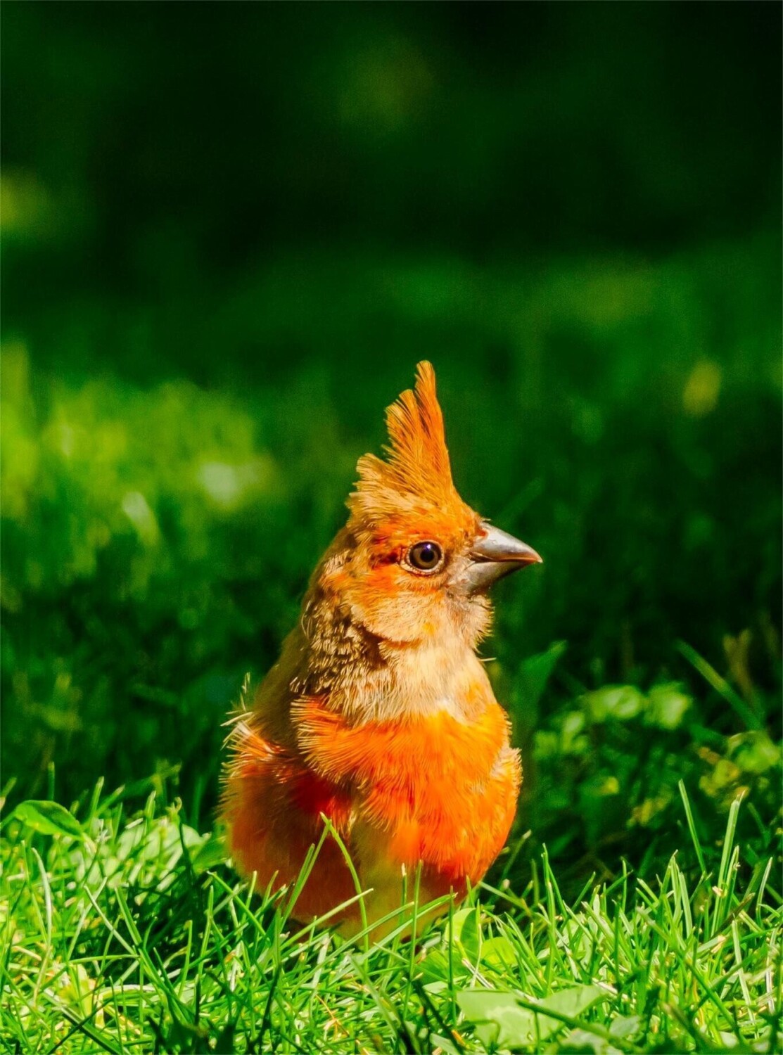 Baby Cardinal