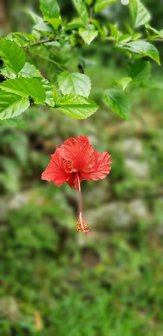 Hibiscus Flower