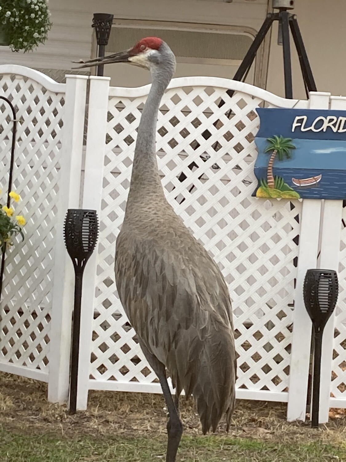 Buddy the Sandhill Crane