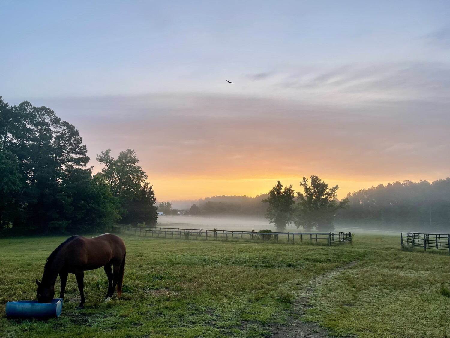 Heaven's pasture