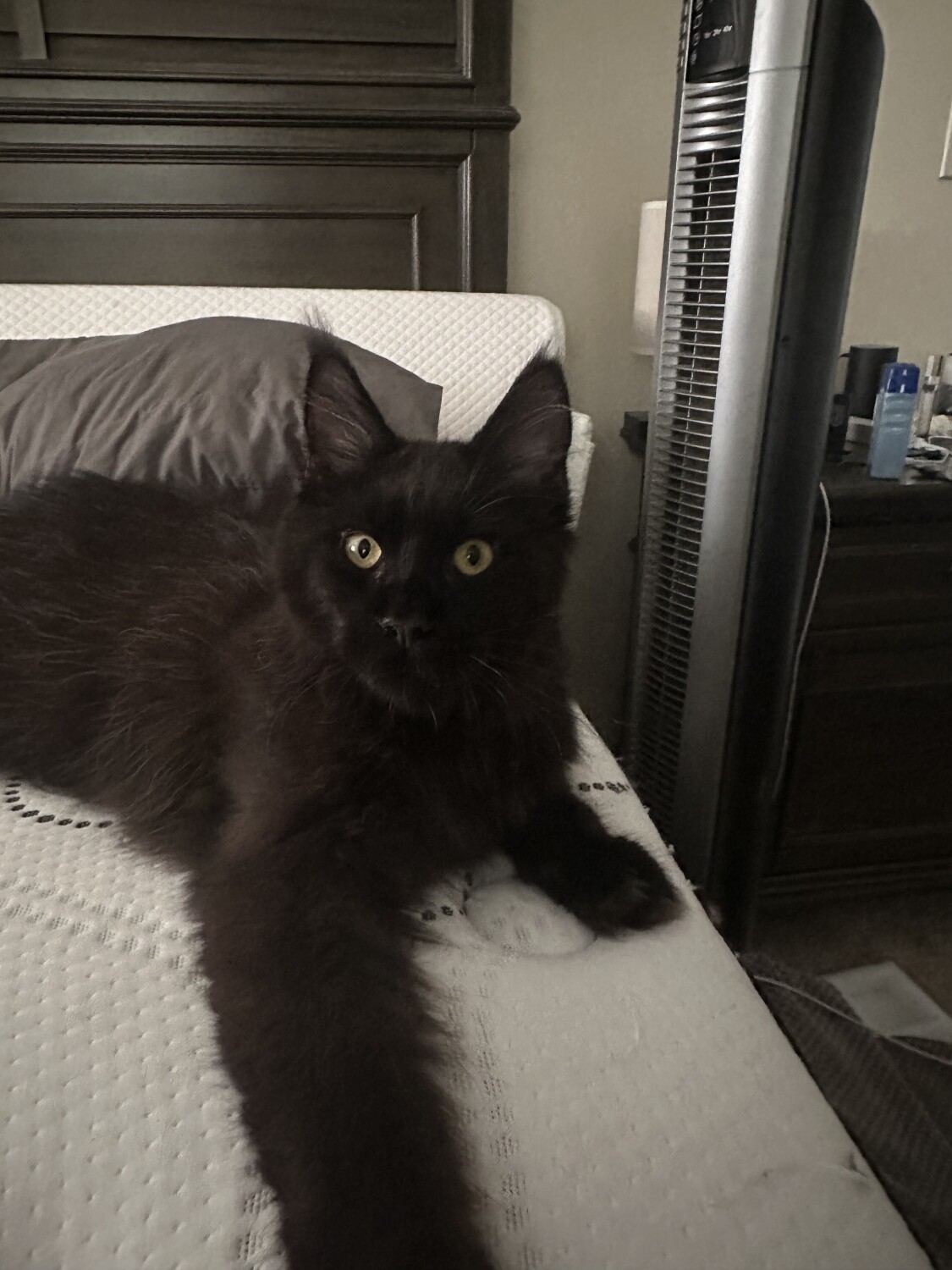 Elvis Aleksandr