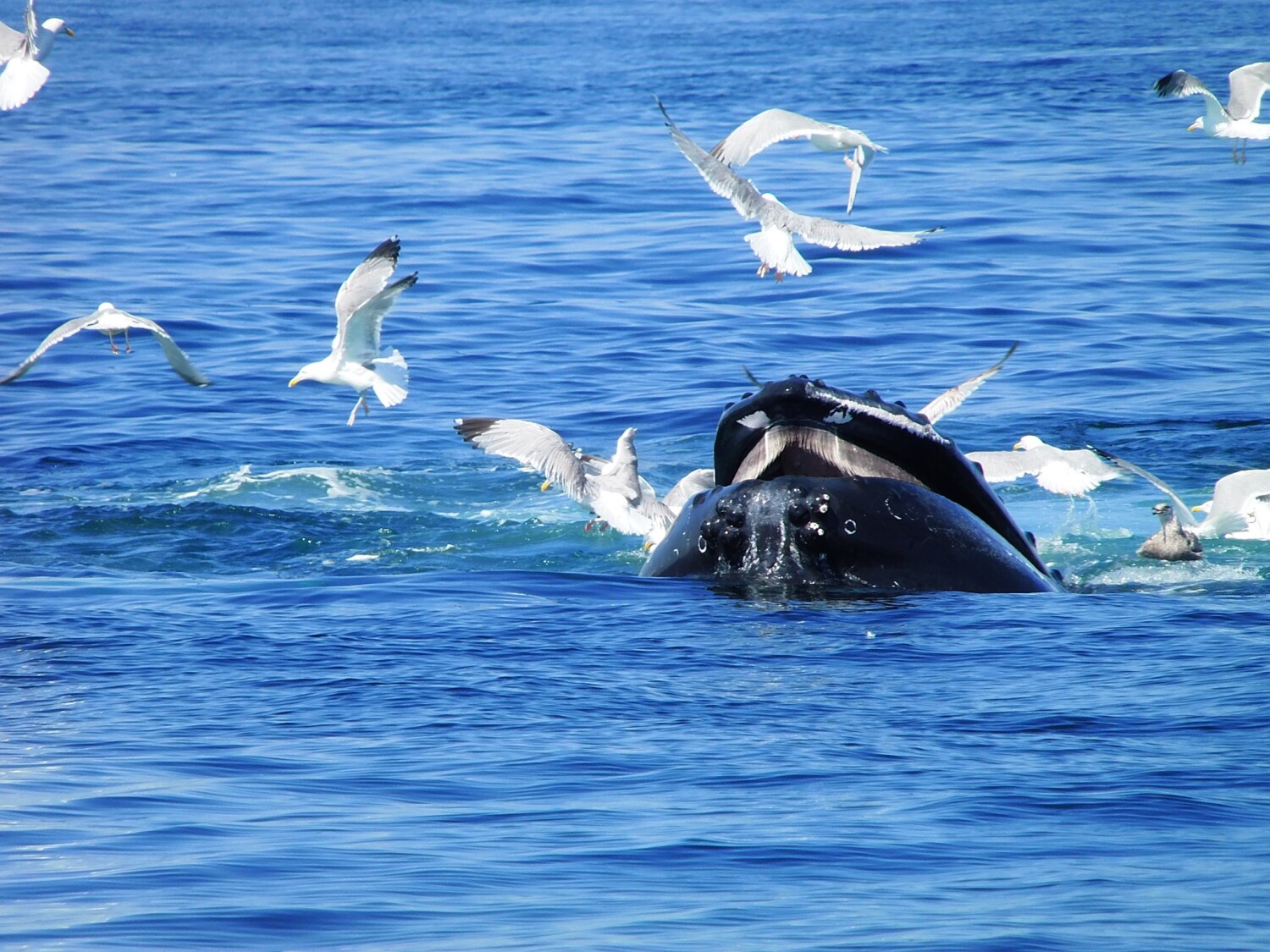 Humpback Whale, Feeding