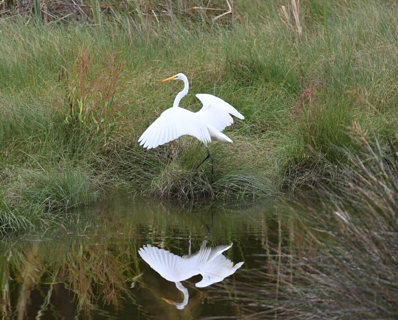 Majestic Reflection