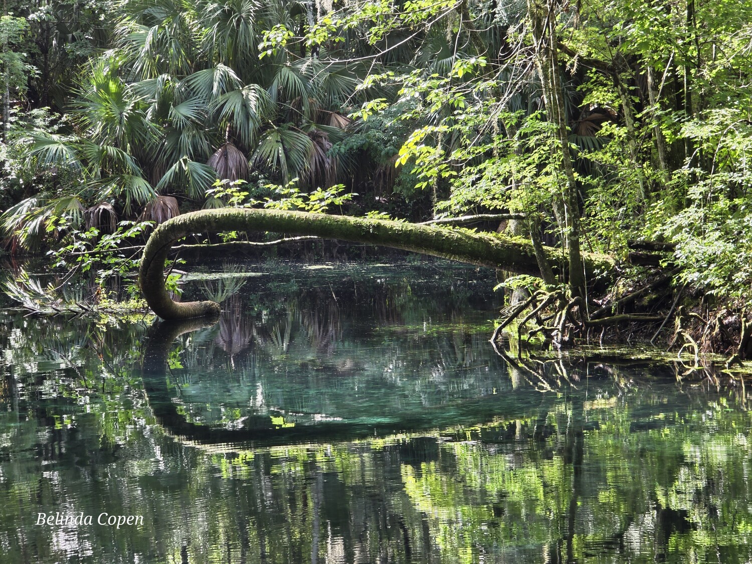 Nature's Beauty