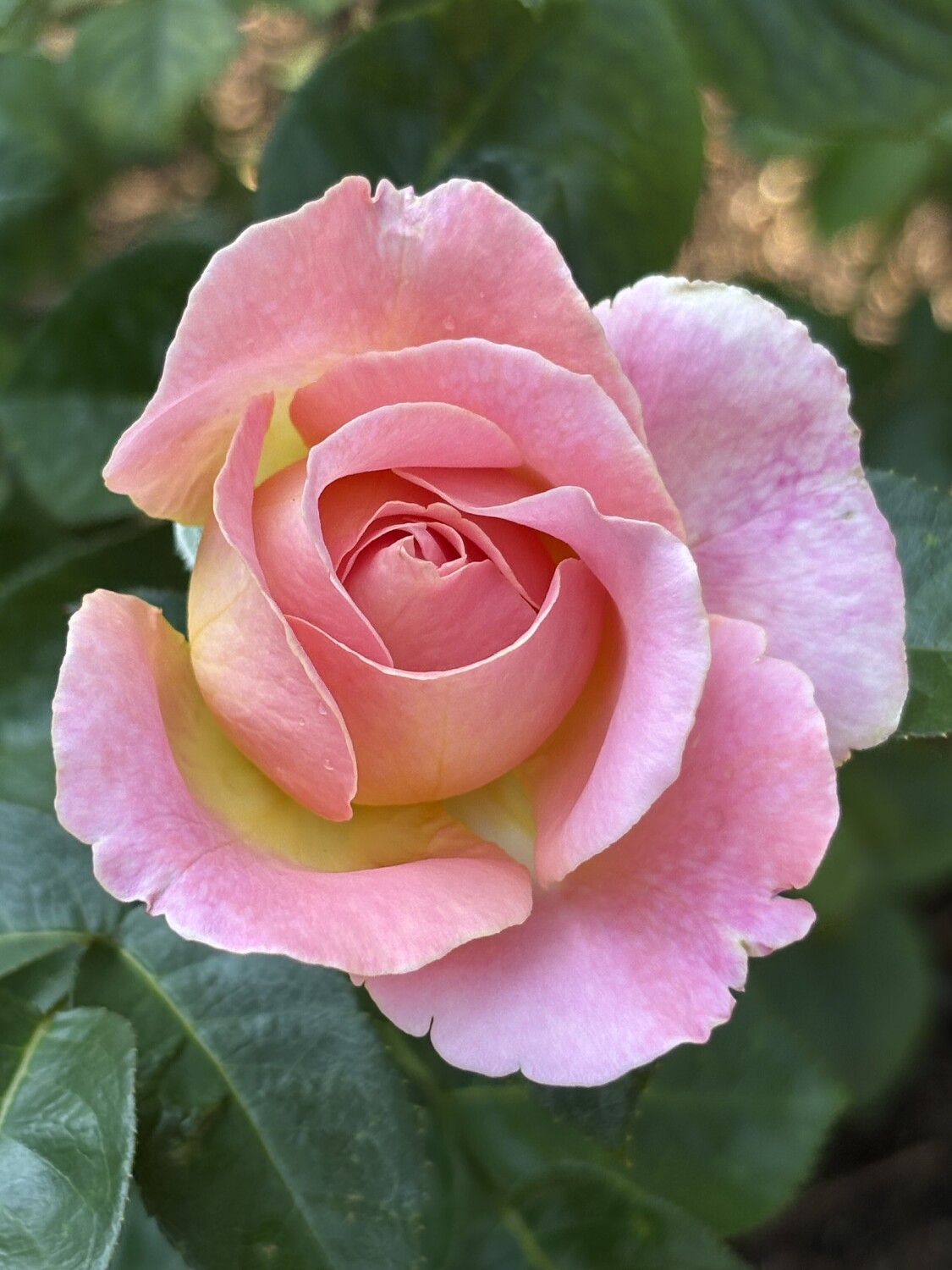 Delicate Pink Rose
