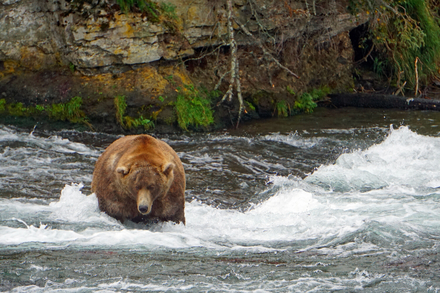 “Otis the bear” Brooks Falls - Katmai