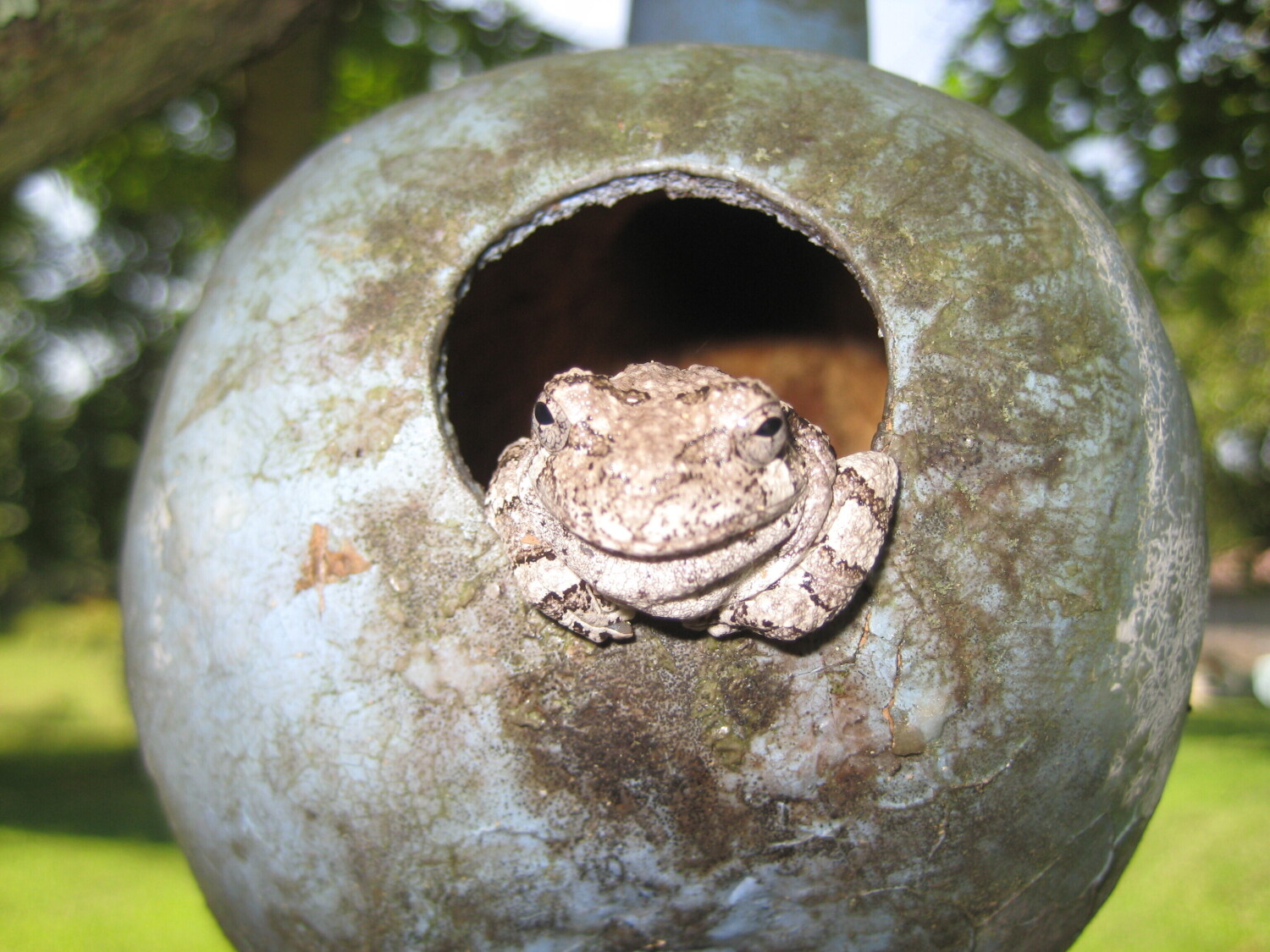Toad Smile