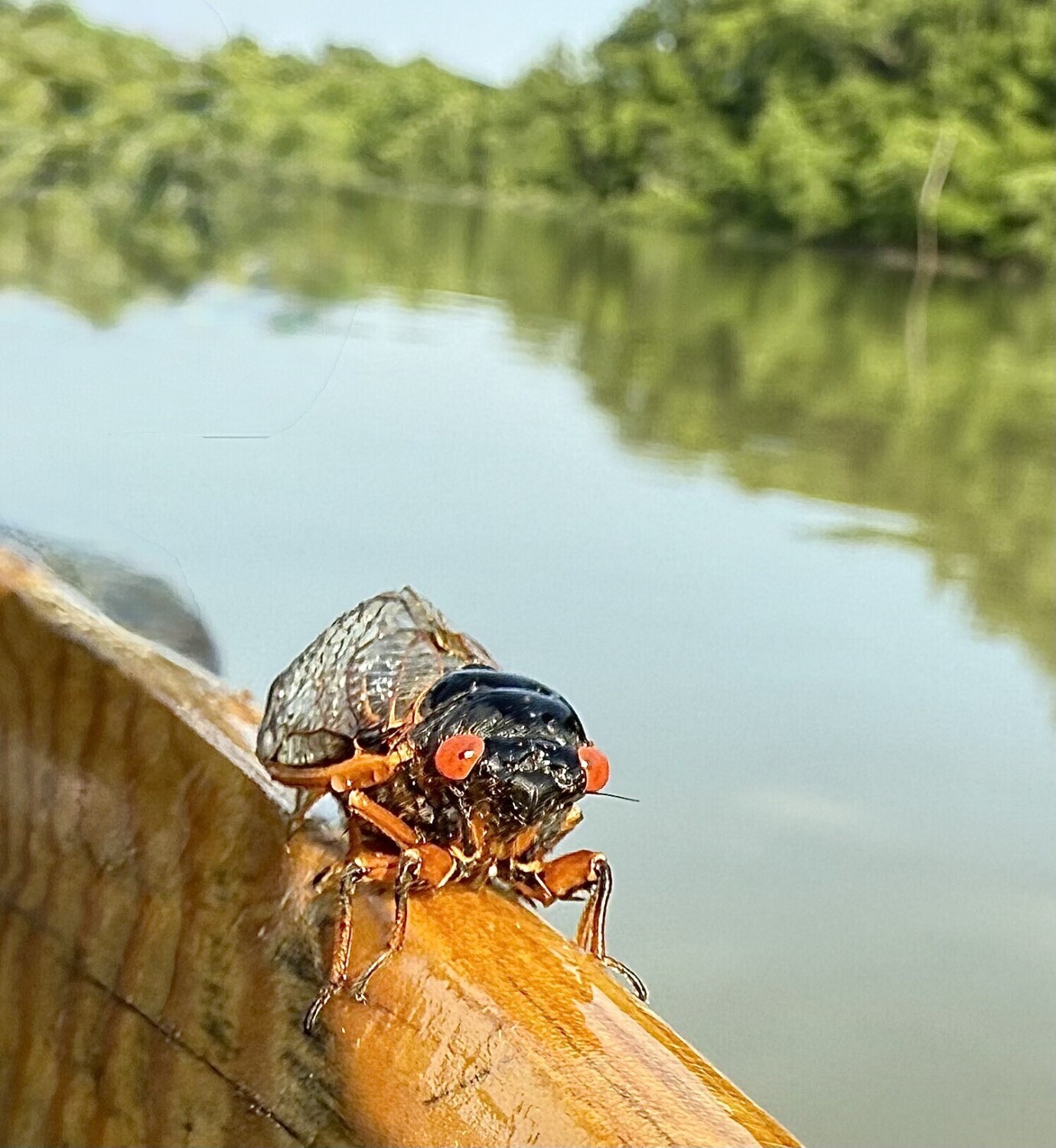Cicada on the Fly