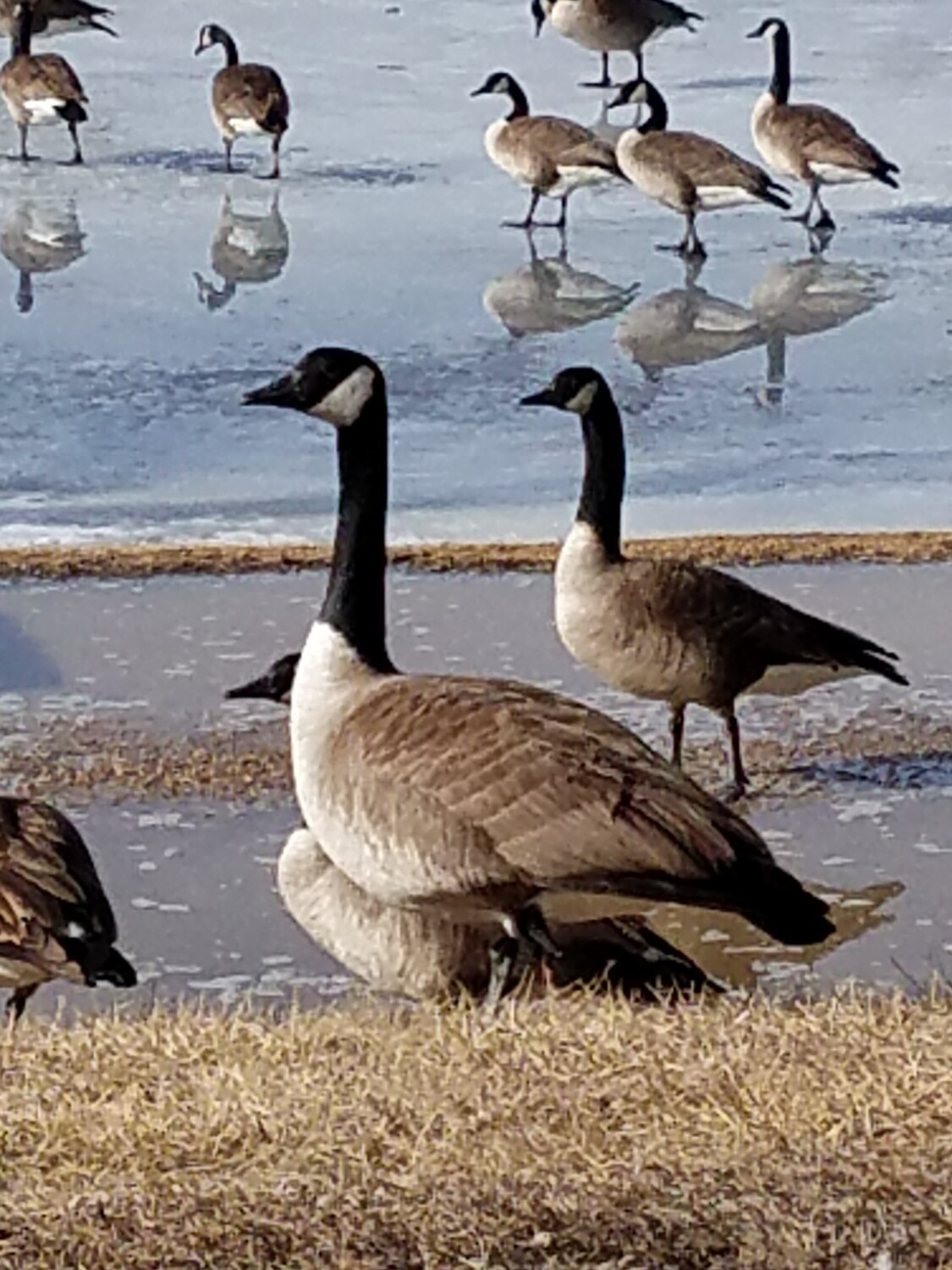 Daddy's Geese
