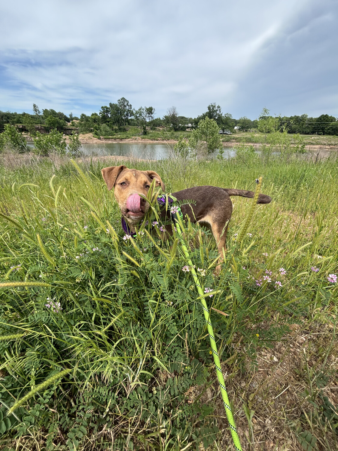Lily's Mlem