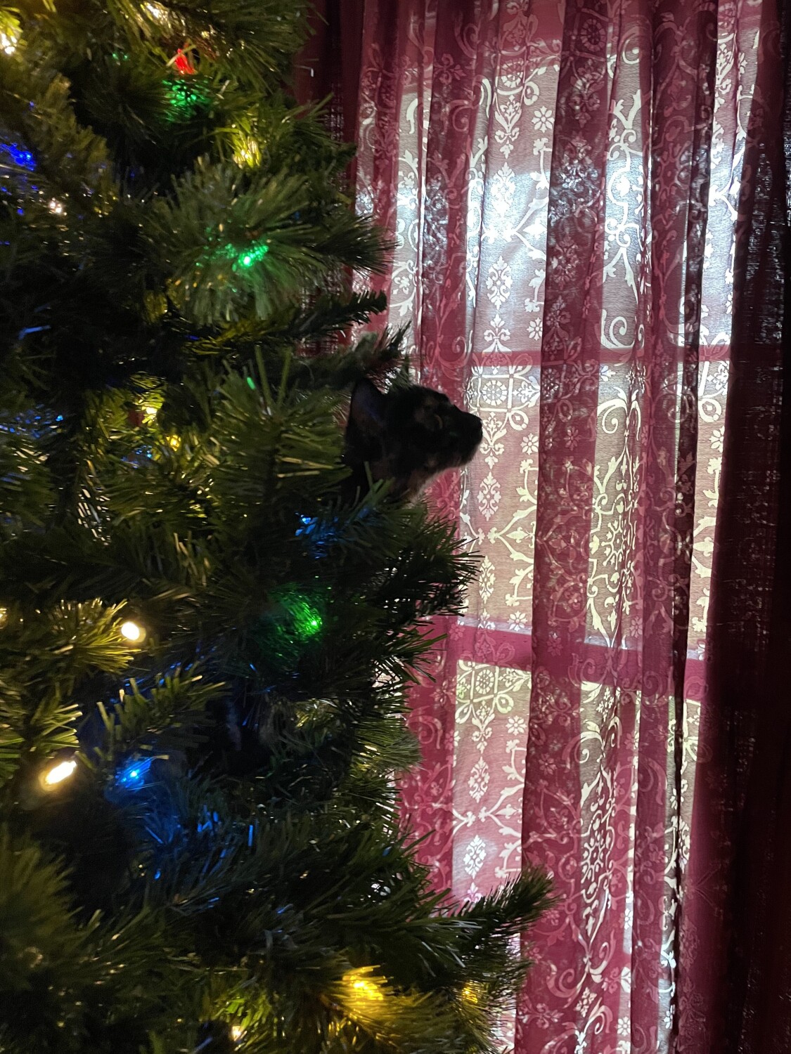 First Christmas
