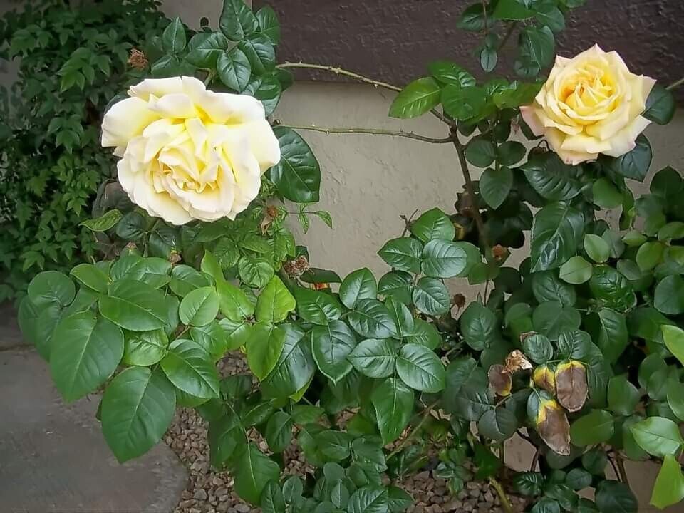 Morning Roses