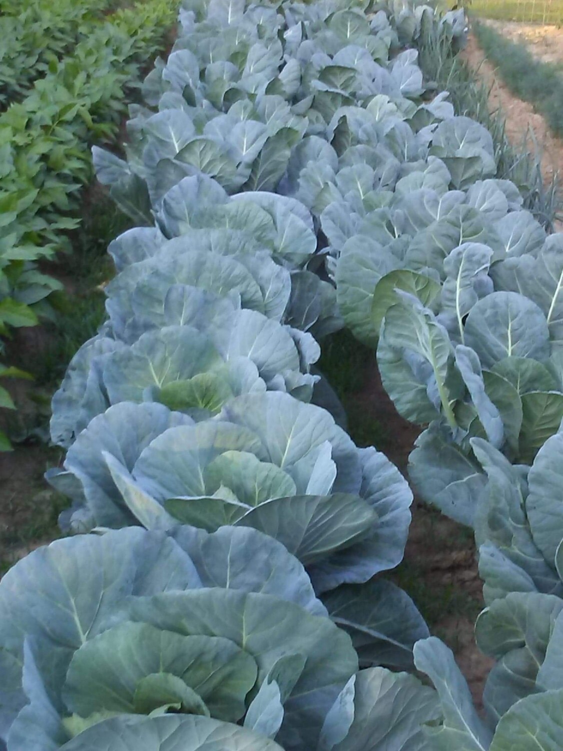 Farmers Who Secure Our Future's Food Supply