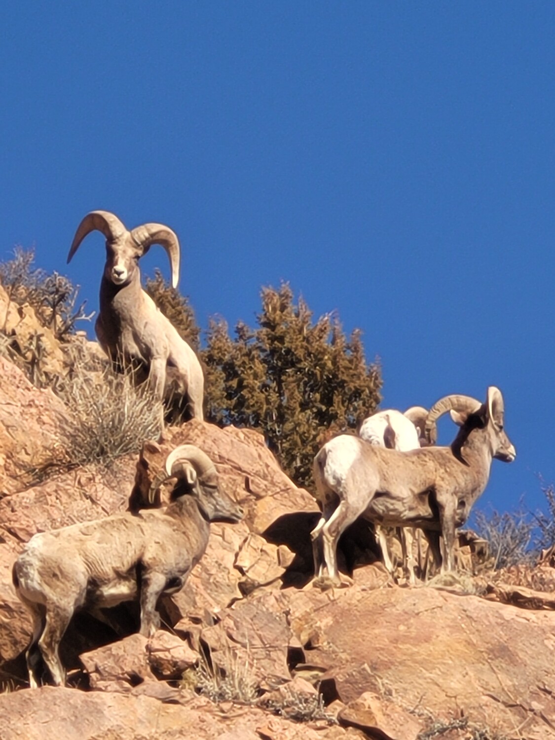 King Of The Mountain