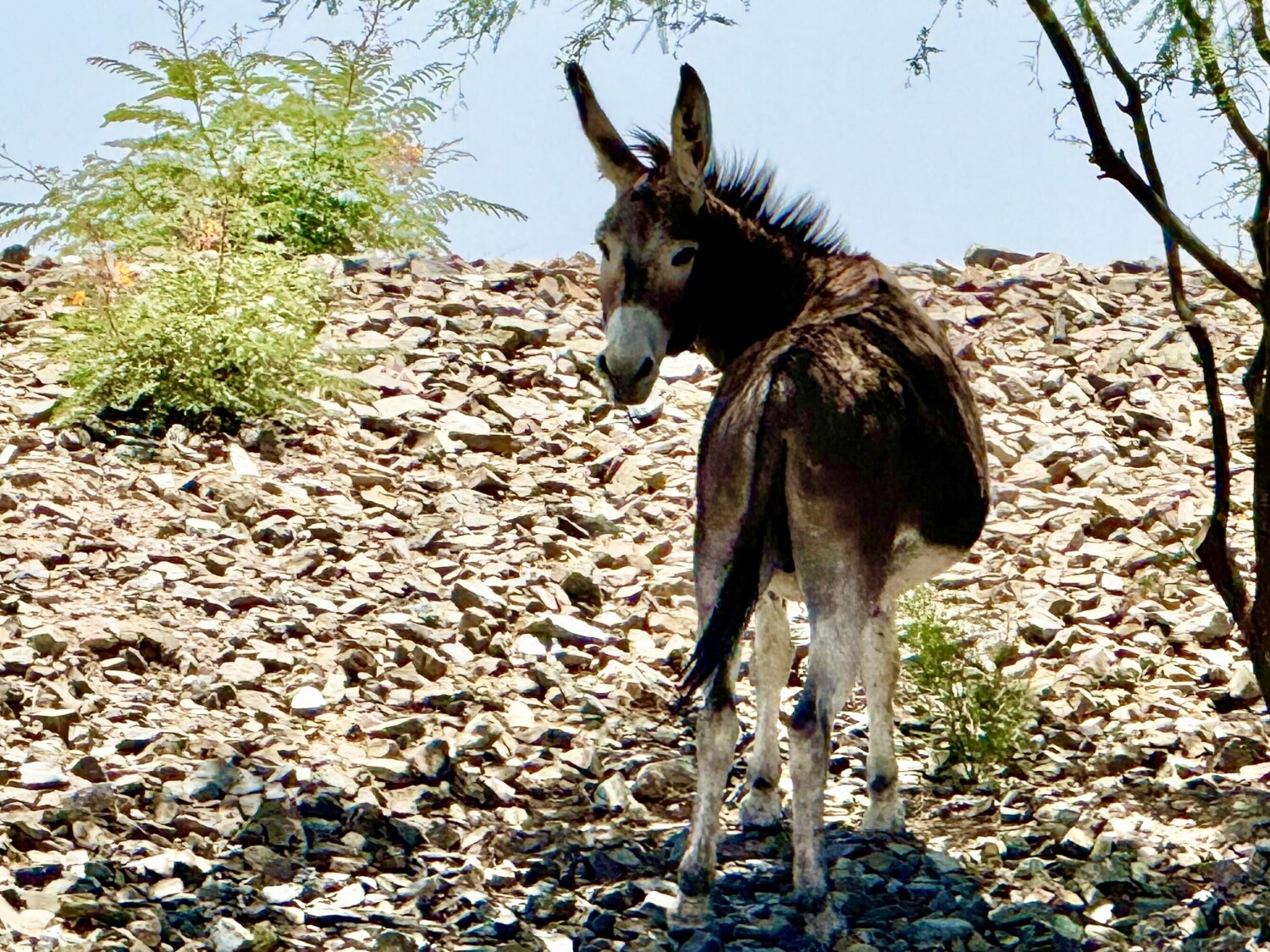 Wild Burro in Arizona