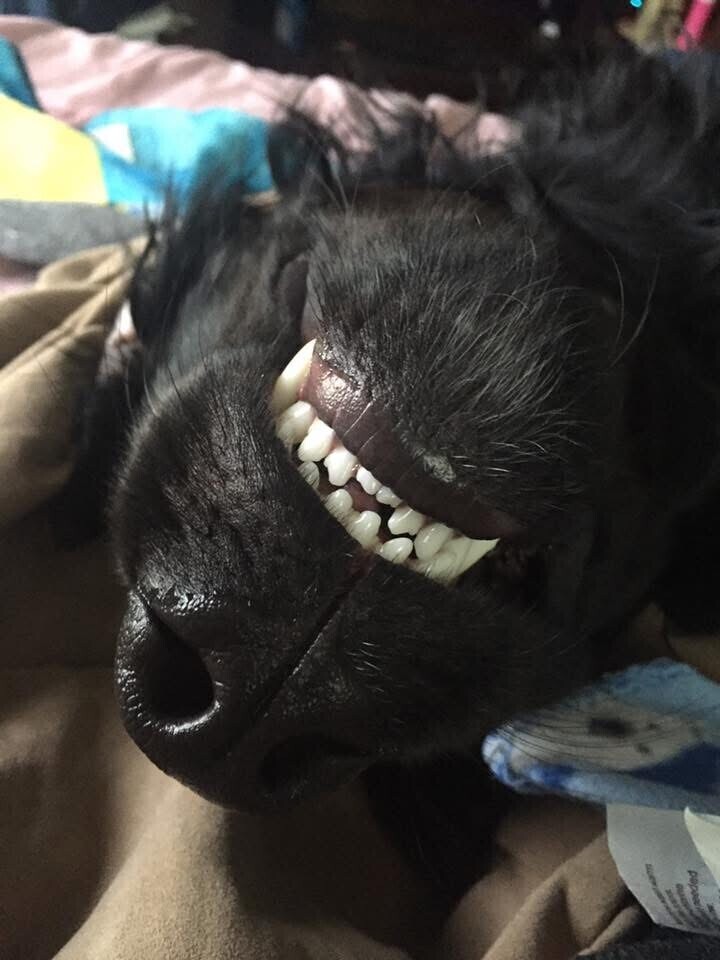 Say Cheese