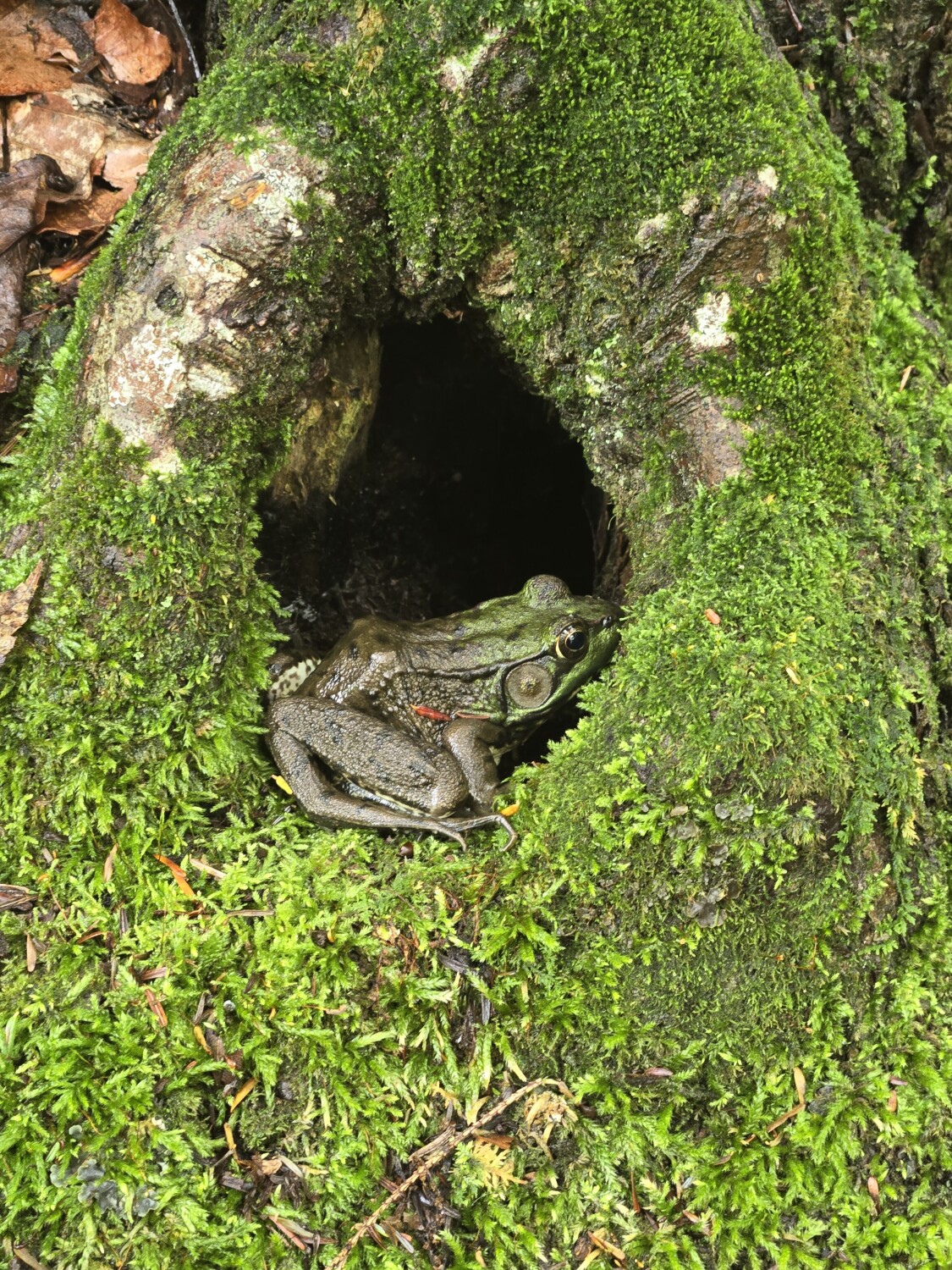 Mr.Frog