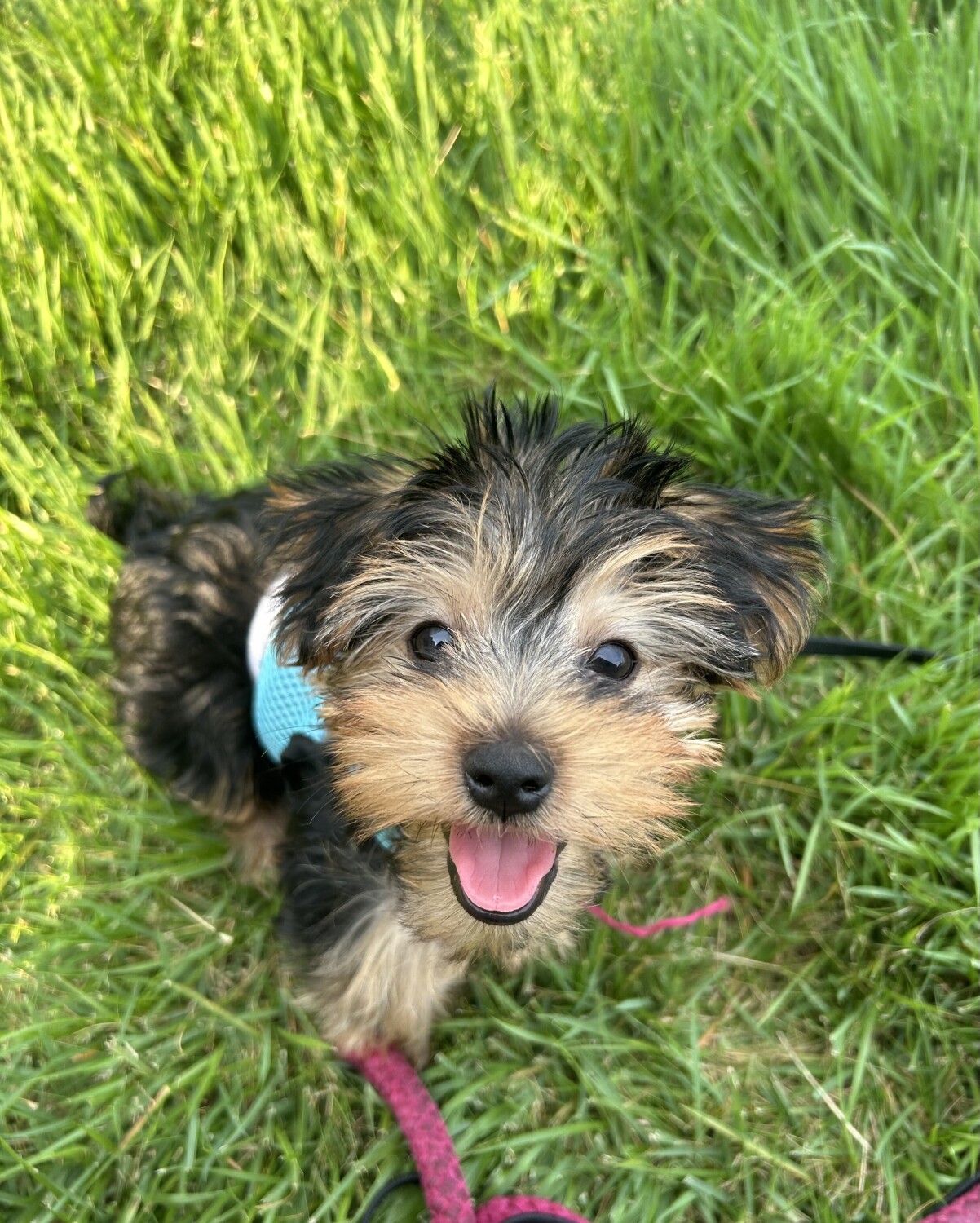 A 2lb pup named 'Pip'!