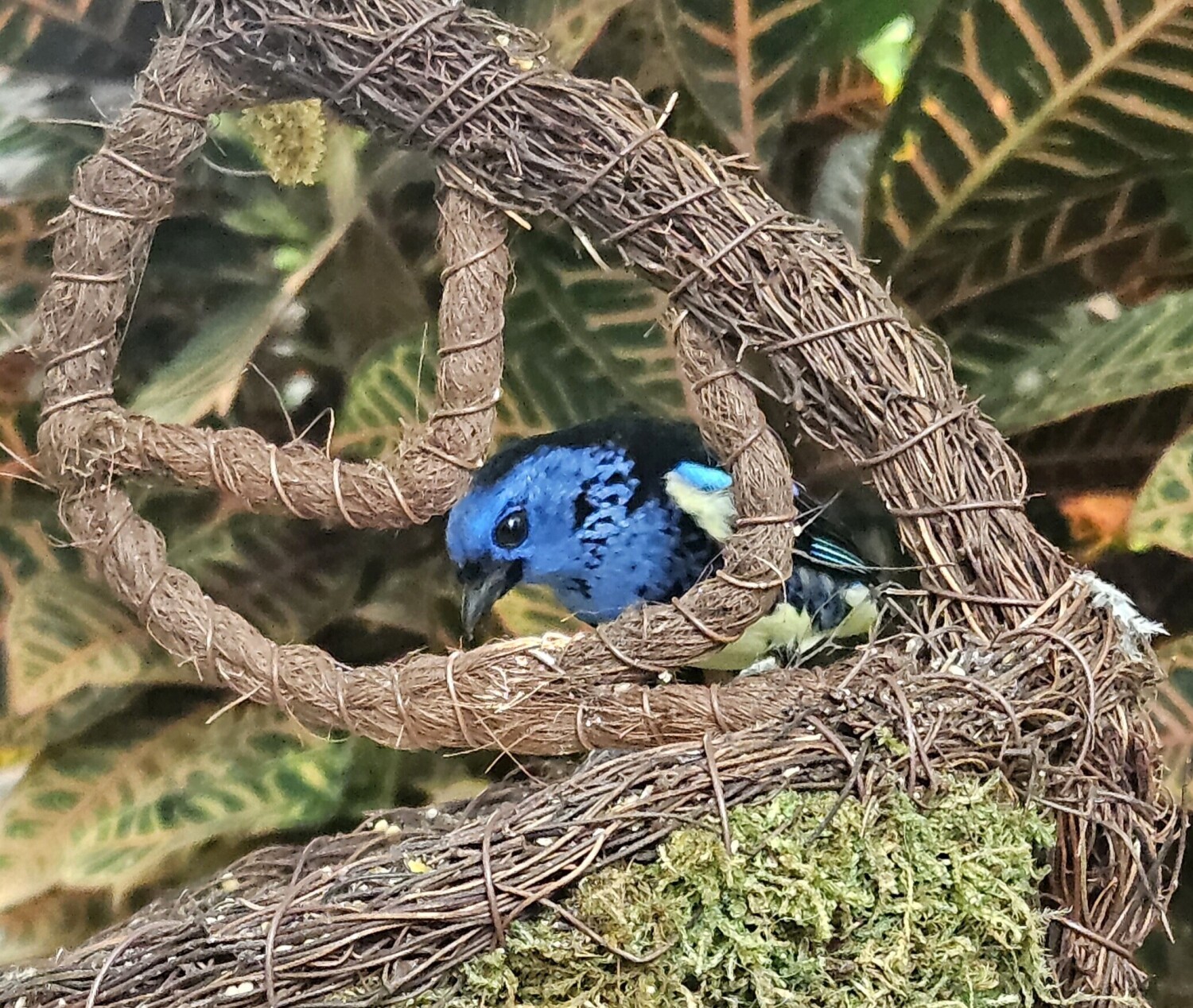 Turquoise Tanager