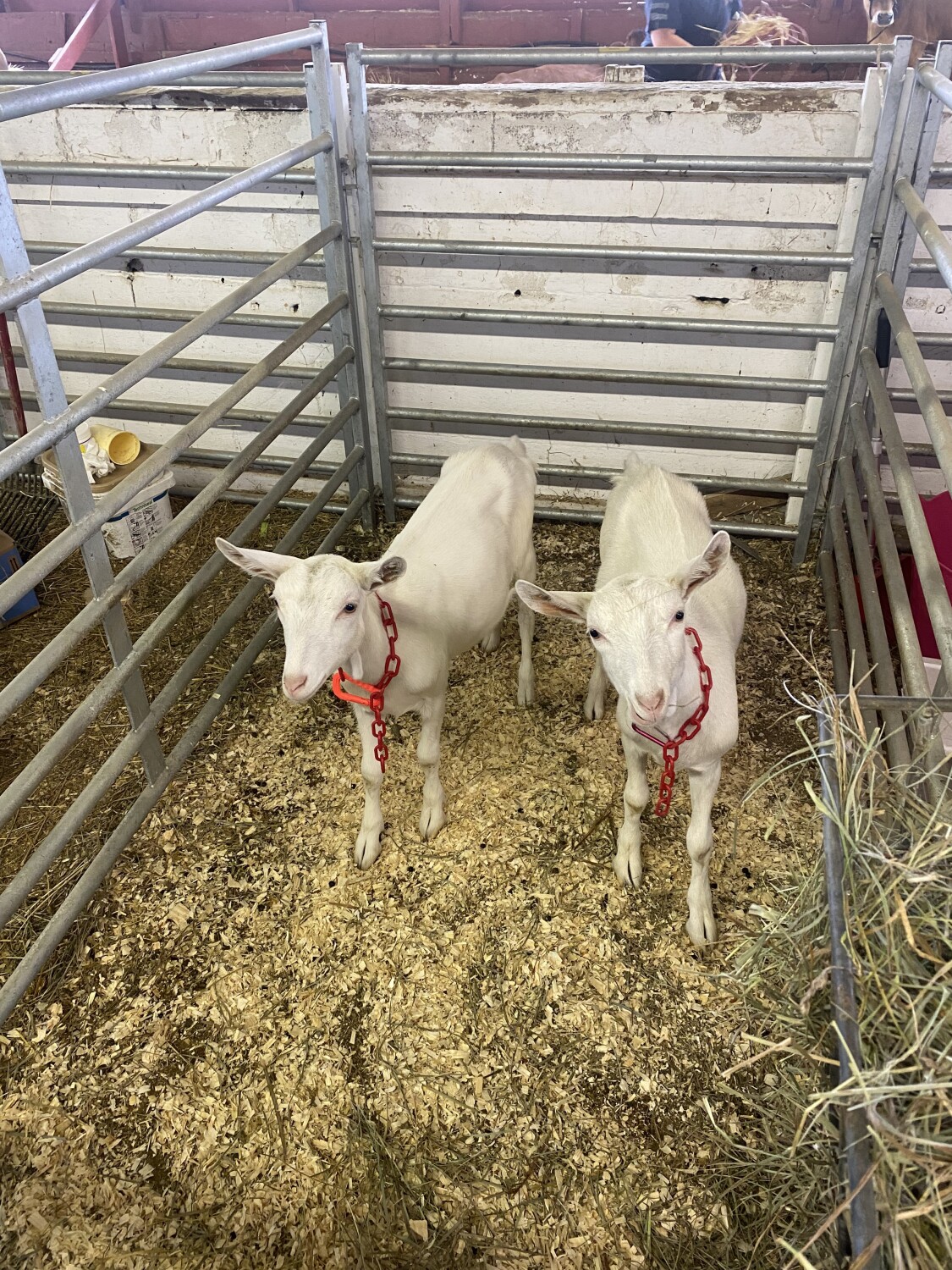 Twins at the County Fair!