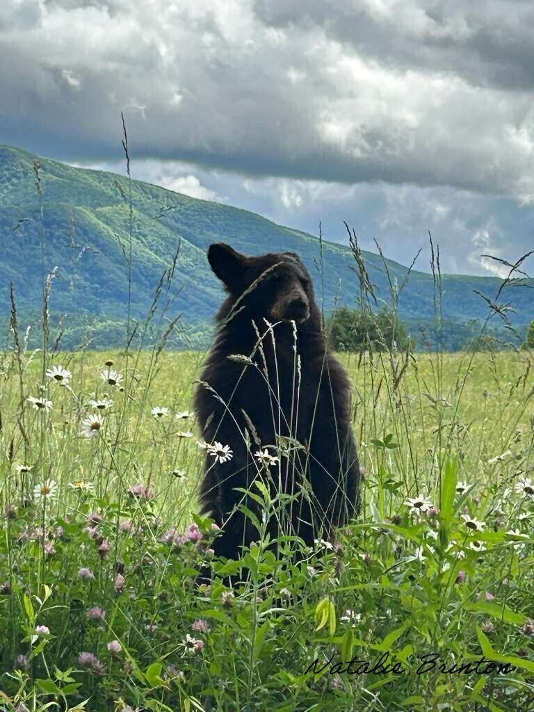 Cades Cove Beauty